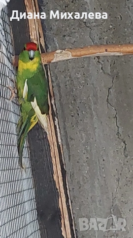 Какарики , снимка 3 - Папагали - 53227667
