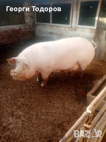 Продавам Нер