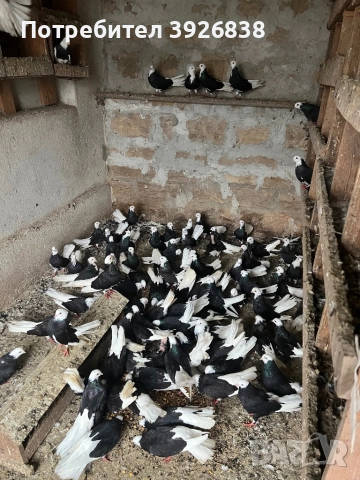 Продавам Белослатински преметачи