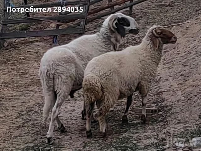 свободни овце, кочове , снимка 6 - Овце - 55756368