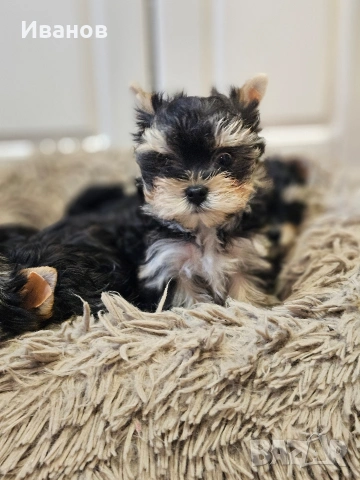 Мини момче , снимка 3 - Йоркширски териер - 53724631