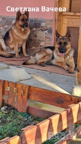 Чистокръвни немски овчарки., снимка 2 - Немска овчарка - 53393335