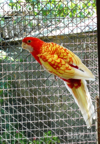 ПРОДАВАМ ПОСЛЕДНИ ПЕНАНТОВИ  РОЗЕЛИ / 2025 г., снимка 1