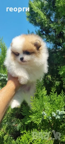 померан мини померан, снимка 5 - Померан - 50964936