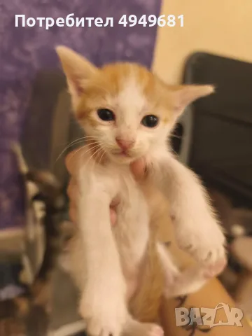 Подаряваме котенца, снимка 2 - Други - 56168244