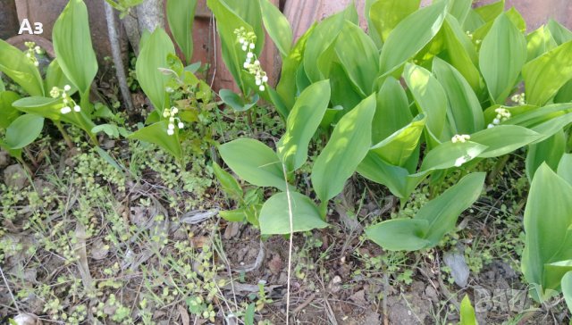 Продавам цветя Момина сълза, бяла и розова (гъсти съцветия) – разсад, снимка 11 - Разсади - 39640258