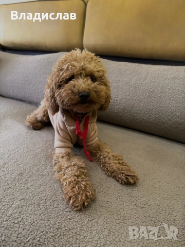 Той пудел на 1г и 4м , снимка 7 - Пудели - 52943954