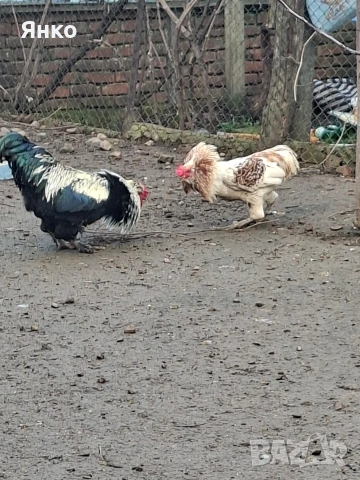 Домашни петли, снимка 9 - Кокошки и пуйки - 52912712