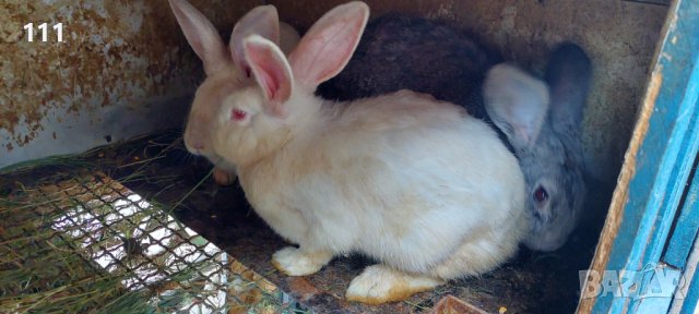 Зайци на различна възраст., снимка 4 - Други - 40604862