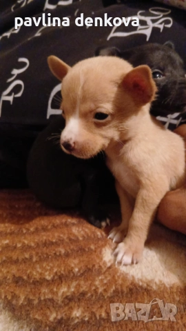 Продава,се чистокръвен мини пинчер, снимка 2 - Пинчер - 52876319