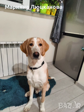 Подарявам куче