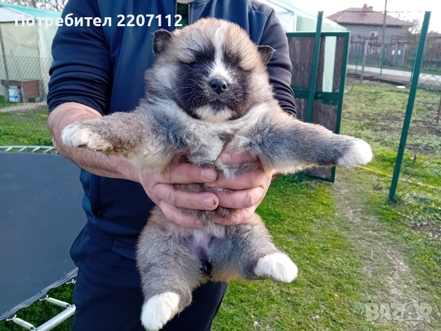 Акита ину, снимка 3 - Акита ину - 52964150