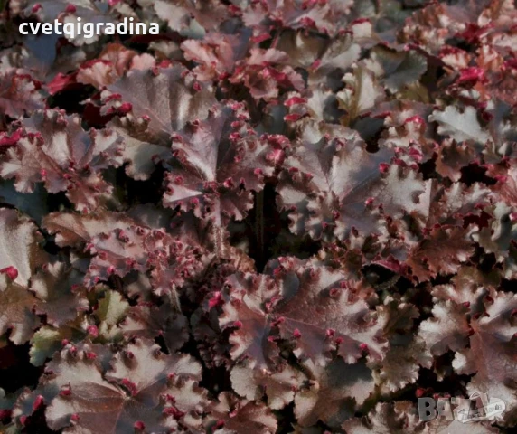 Heuchera americana ‘Melting Fire’ (Хойхера Коралови камбани)