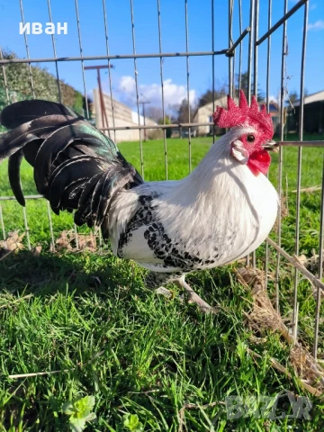 Свободни яйца от Сребърно Брезе Бантам -единствени в България вкарани в България лично от мен , снимка 3 - Кокошки и пуйки - 51155392