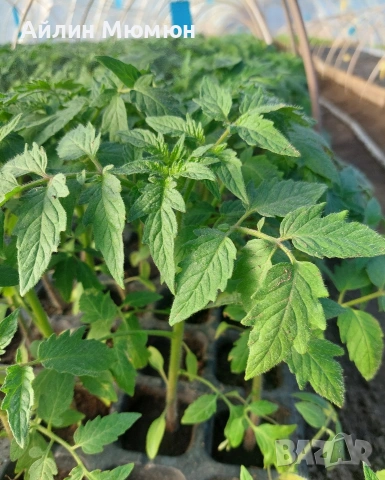 Разсад Домати