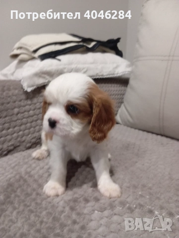 Кавалер Кинг Чарлз шпаньол 