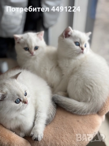 Златна чинчила, снимка 2 - Чинчили - 52397448