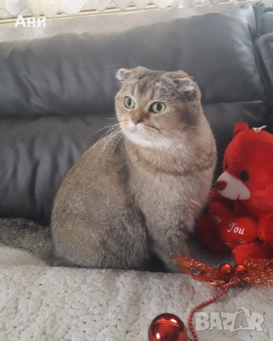 ТОП НОВОГОДИШНА ЦЕНА ШОТЛАНДСКА ЗЛАТНА ЧИНЧИЛА