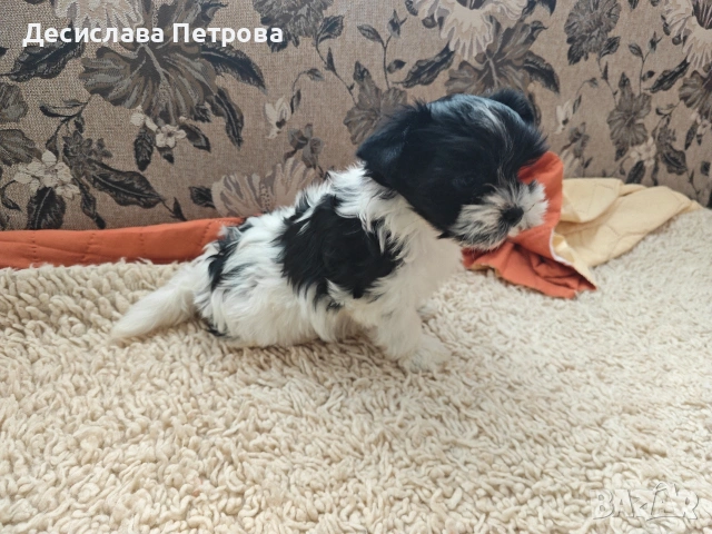 Продавам Бивър Йоркширски териер , снимка 4 - Йоркширски териер - 53845573