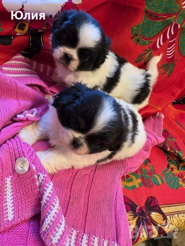 Японски хин