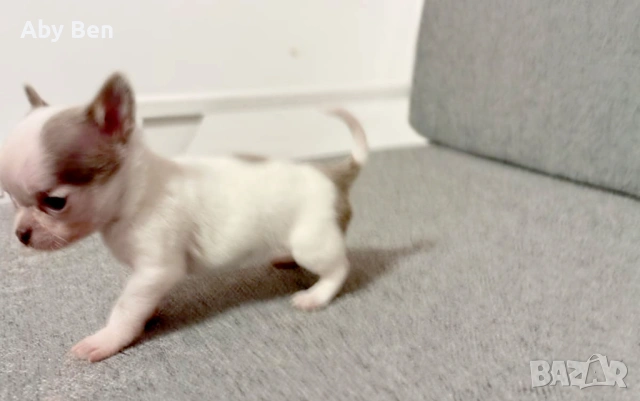 Продавам кученца чихуахуа, снимка 4 - Чихуахуа - 53862789