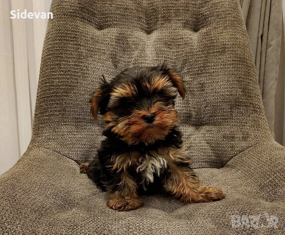 Йоркширски териер 