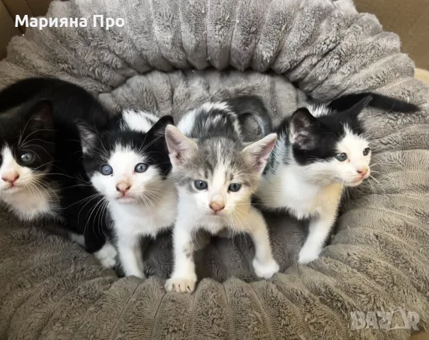 Подарявам малки котенца на 1 месец, снимка 3 - Други - 56151631