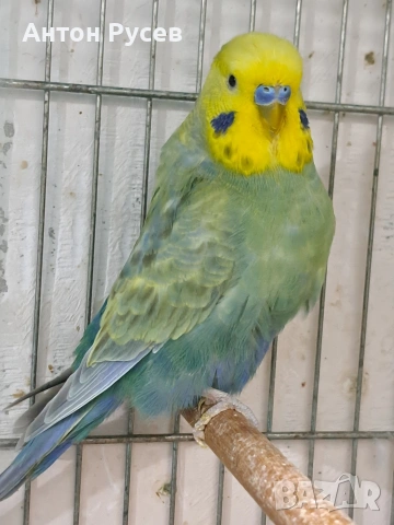 вълнисти рейнбол и хеликоптери, снимка 6 - Папагали - 53817570