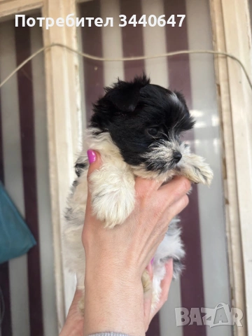 Женско Бивър йорки, снимка 4 - Йоркширски териер - 53797499