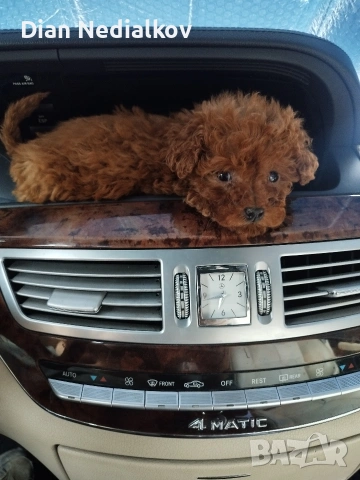 Пудел Tea Cup , снимка 6 - Пудели - 53707333