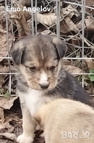 подарявам малки кученца, снимка 4 - Други - 52976296