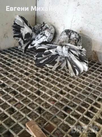 Фенерлии, снимка 2 - Гълъби - 49350695