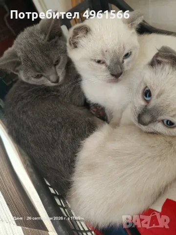 Клепоухи Британчета