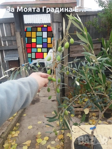 Маслина 3 сорта, снимка 4 - Градински цветя и растения - 53623214