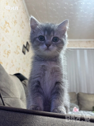 Британски котенца , снимка 4 - Британска късокосместа - 52723562