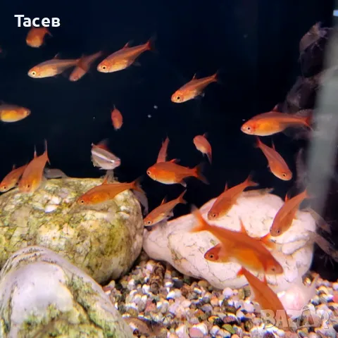 Ембер тетра, снимка 1