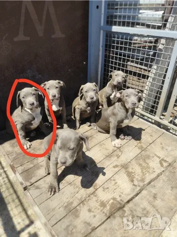 Америщанско Були Хл American bully Xl , снимка 2 - Питбул - 56227858
