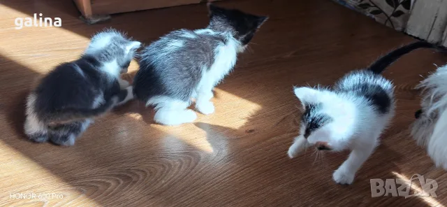 котенца малки коте, снимка 6 - За котки - 56307488