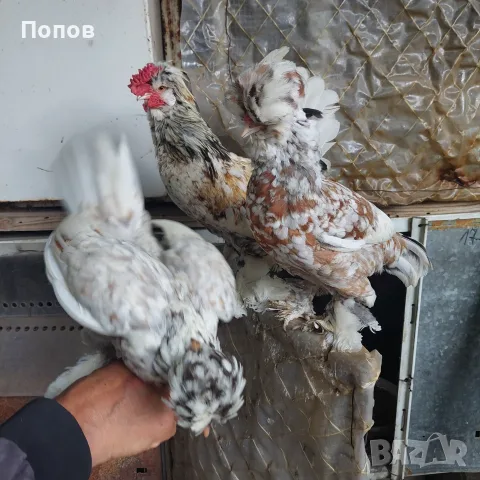 Продавам джинки, снимка 4 - други­ - 52724814