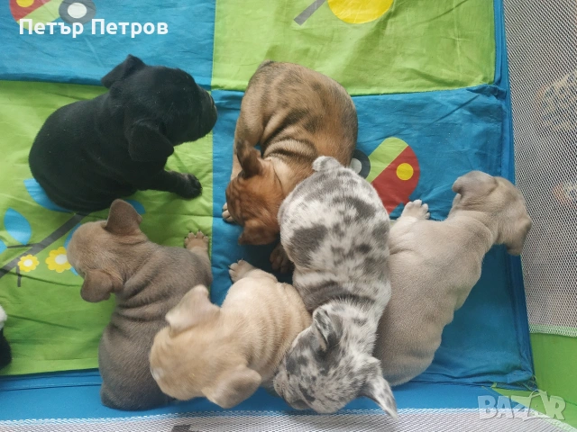 френски булдог -булдочета , снимка 7 - Френски булдог - 51929954