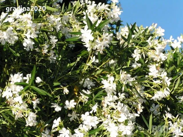 Олеандър - Зокум Налични 5 вида , снимка 7 - Разсади - 45967688