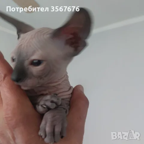 Чистокръвни канадски сфинксове, снимка 4 - Сфинксове - 56105398