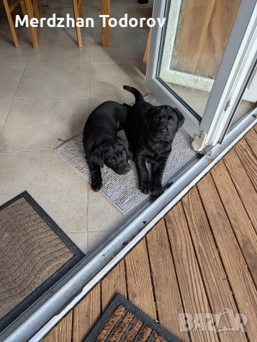 Лабрадорче си търси стопанин, снимка 3 - Лабрадор ретривър - 52677634