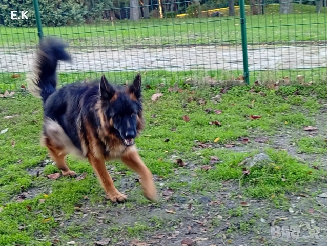 Дългокосместа женска немска овчарка , снимка 3 - Немска овчарка - 52532232