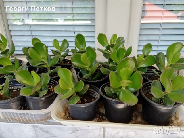 Дърво на живота-Красула, снимка 2 - Стайни растения - 51234461