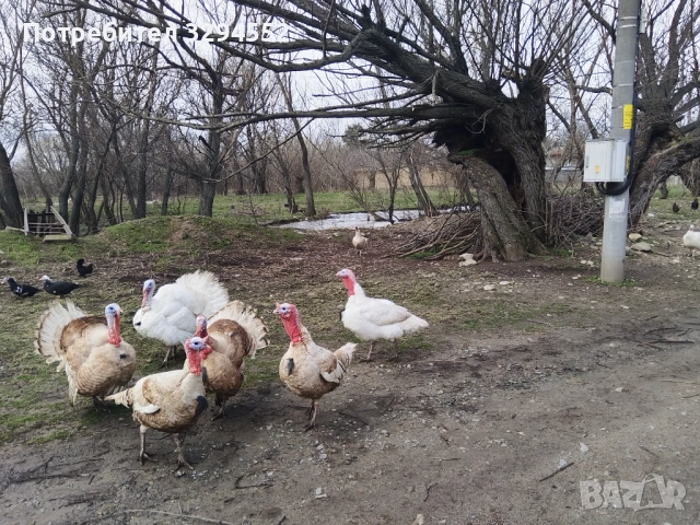 Пуйки и Пуяци , снимка 5 - Кокошки и пуйки - 53632545