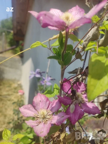 клематис, снимка 4 - Разсади - 50888936