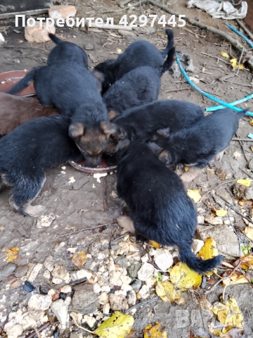 Малки немски овчарки , снимка 2 - Немска овчарка - 52682945