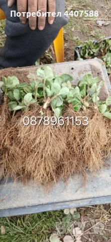 Разсад ягоди и малини , снимка 10 - Разсади - 49726783