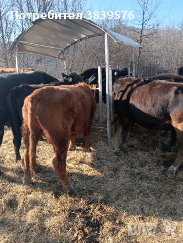 Крави Телета Ангус, снимка 2 - Крави - 53833044